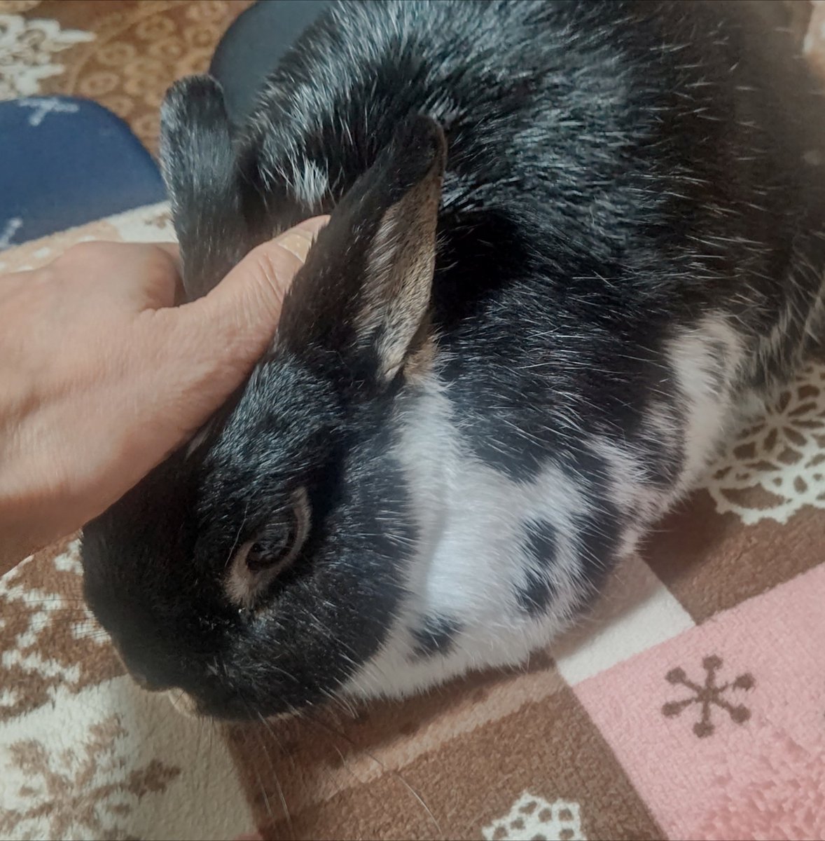 Volvo0777's tweet photo. 🐰モモは お気にの 高いところで 
まったり… https://t.co/hPt0Bmg6ex