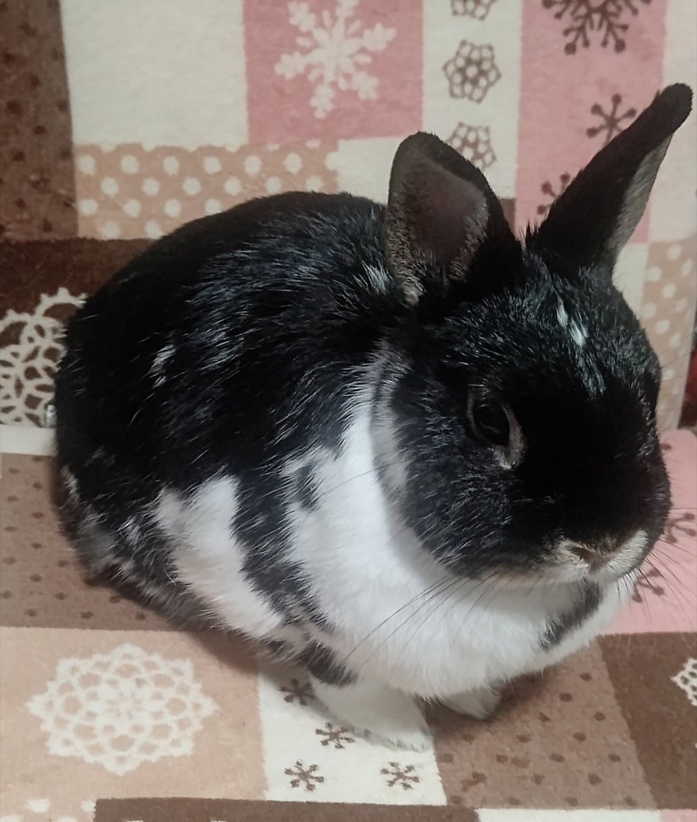 Volvo0777's tweet photo. 🐰モモは お気にの 高いところで 
まったり… https://t.co/hPt0Bmg6ex
