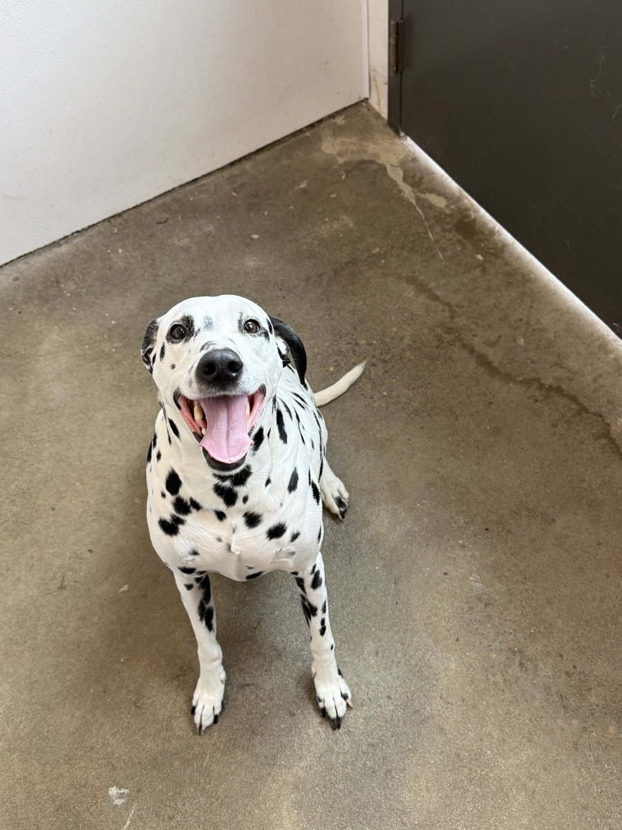 RileyIsOffLeash's tweet photo. Happy boy https://t.co/r23P8751SQ