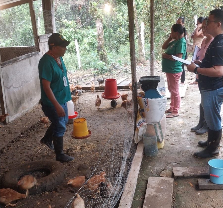 Agricultura_CZ2's tweet photo. #Napo |  ¡Acompañamos iniciativas que generan oportunidades!

En la comunidad Villano, realizamos el seguimiento al proyecto de crianza de pollos camperos, mediante una alianza con el GAD Parroquial de San Pablo. 🌱🤝

Fortalecemos el manejo y la producción de las familias. https://t.co/YJK7xgWkGa