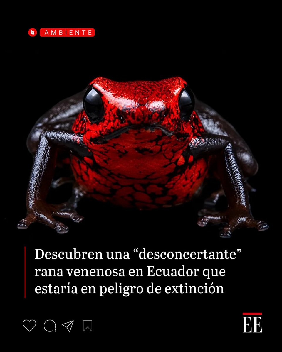 elespectador's tweet photo. Se trata de una pequeña rana de menos de dos centímetros de longitud.  👉https://t.co/vl5cVkQ0na https://t.co/131eP1Kn6o