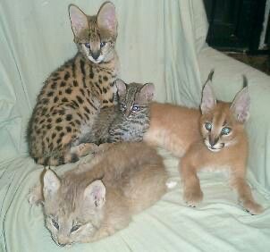 Drenchedinblo0d's tweet photo. babies. . . https://t.co/9Bs72xLV52