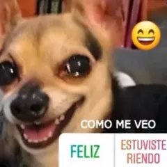 genesks_xhd's tweet photo. Me identifico con este perrito https://t.co/Pq1wA3fx3F
