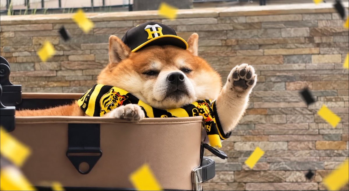 kumakichi_tech's tweet photo. 朝の優勝パレードへいってくるでー🐯 https://t.co/E3Jcn1BoDs