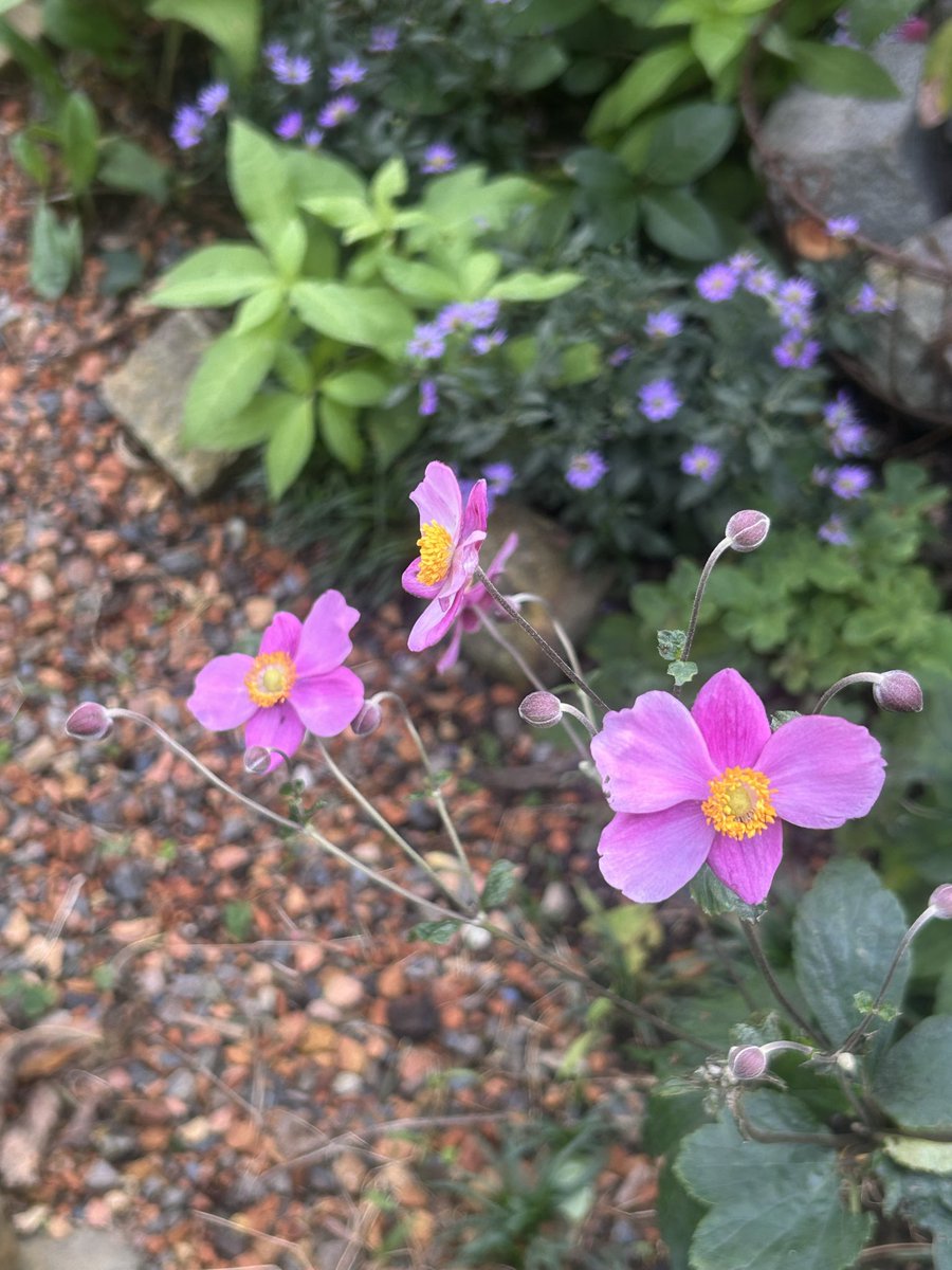 nekoniwagatari's tweet photo. 秋明菊とともに。

秋の庭を彩る草花たちをせっせと集めて、ようやくここまで辿り着きました🍂

少しずつ少しずつ…足したり引いたりを繰り返しながらの景色づくりです。まだまだ粗だらけ。突き当たりの空いた場所には何が似合うかな🤔💭 https://t.co/yiQIkAgpl0