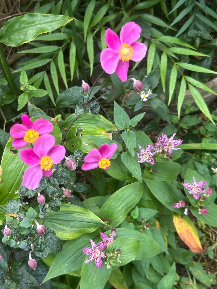 nekoniwagatari's tweet photo. 秋明菊とともに。

秋の庭を彩る草花たちをせっせと集めて、ようやくここまで辿り着きました🍂

少しずつ少しずつ…足したり引いたりを繰り返しながらの景色づくりです。まだまだ粗だらけ。突き当たりの空いた場所には何が似合うかな🤔💭 https://t.co/yiQIkAgpl0