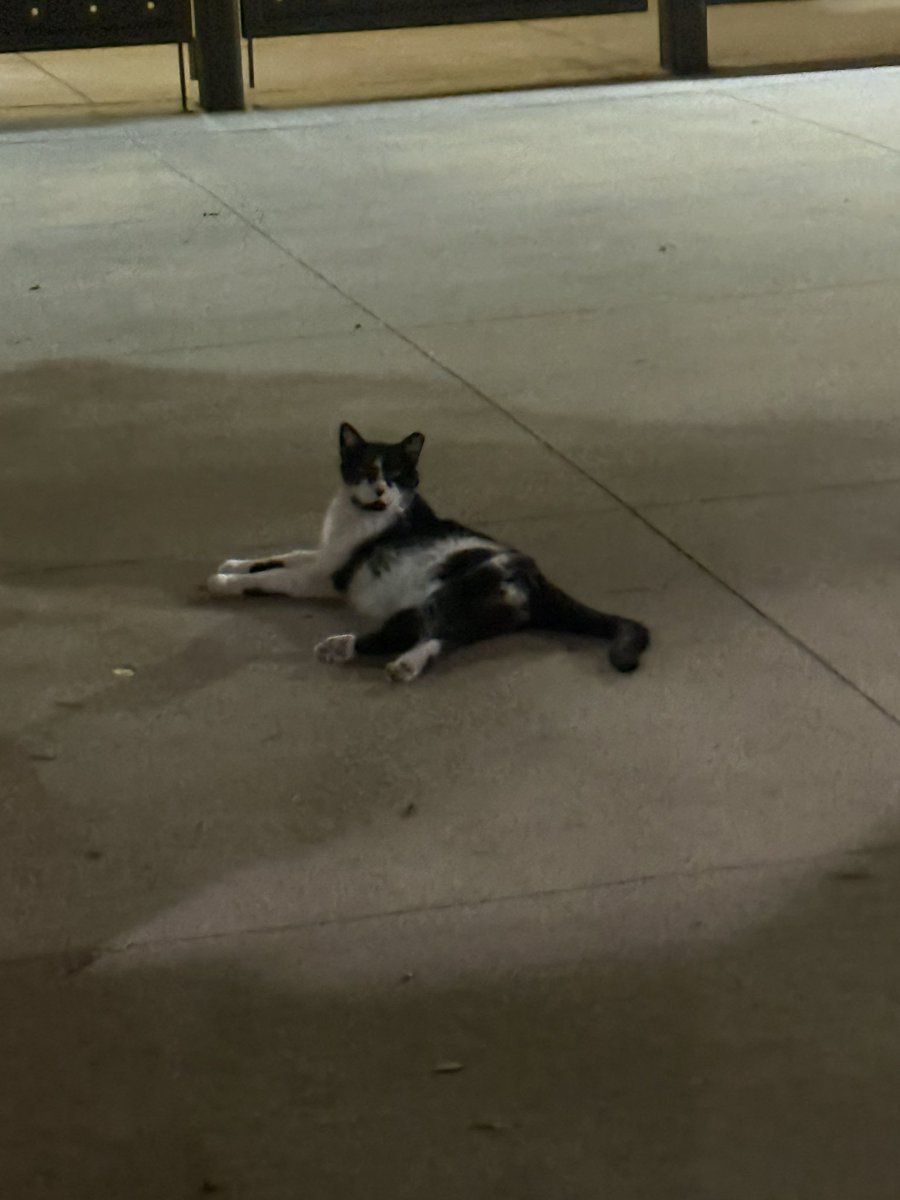 mirovija's tweet photo. hoping the duren cats stay dry this weekend 

#utdaily #mrgrumbles #utaustin https://t.co/FI319o2saM