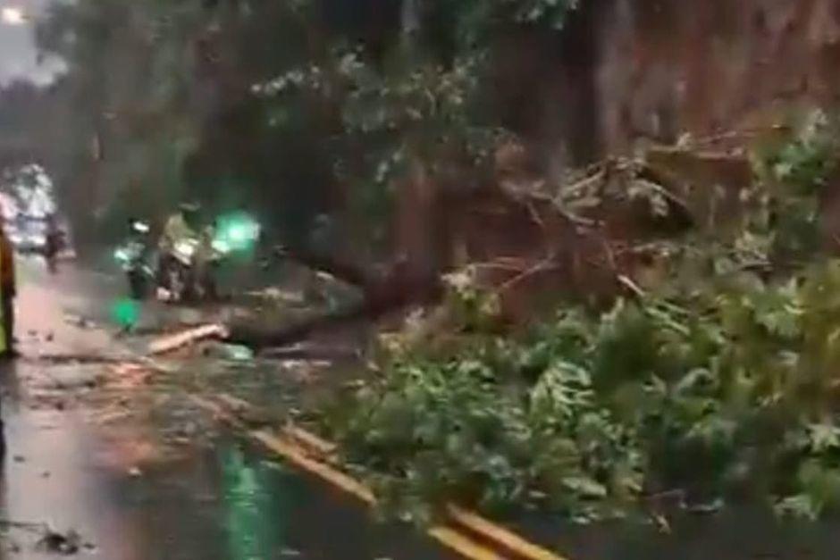 Árbol se desploma y complica el paso en calzada La Paz
