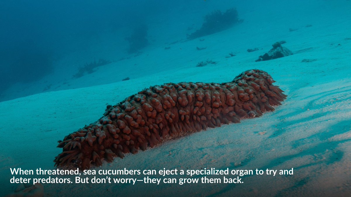 The ocean is a weird place—and that’s part of what makes it so incredible. 

From slime and ink to inflated bodies and self-ejecting organs, marine animals have