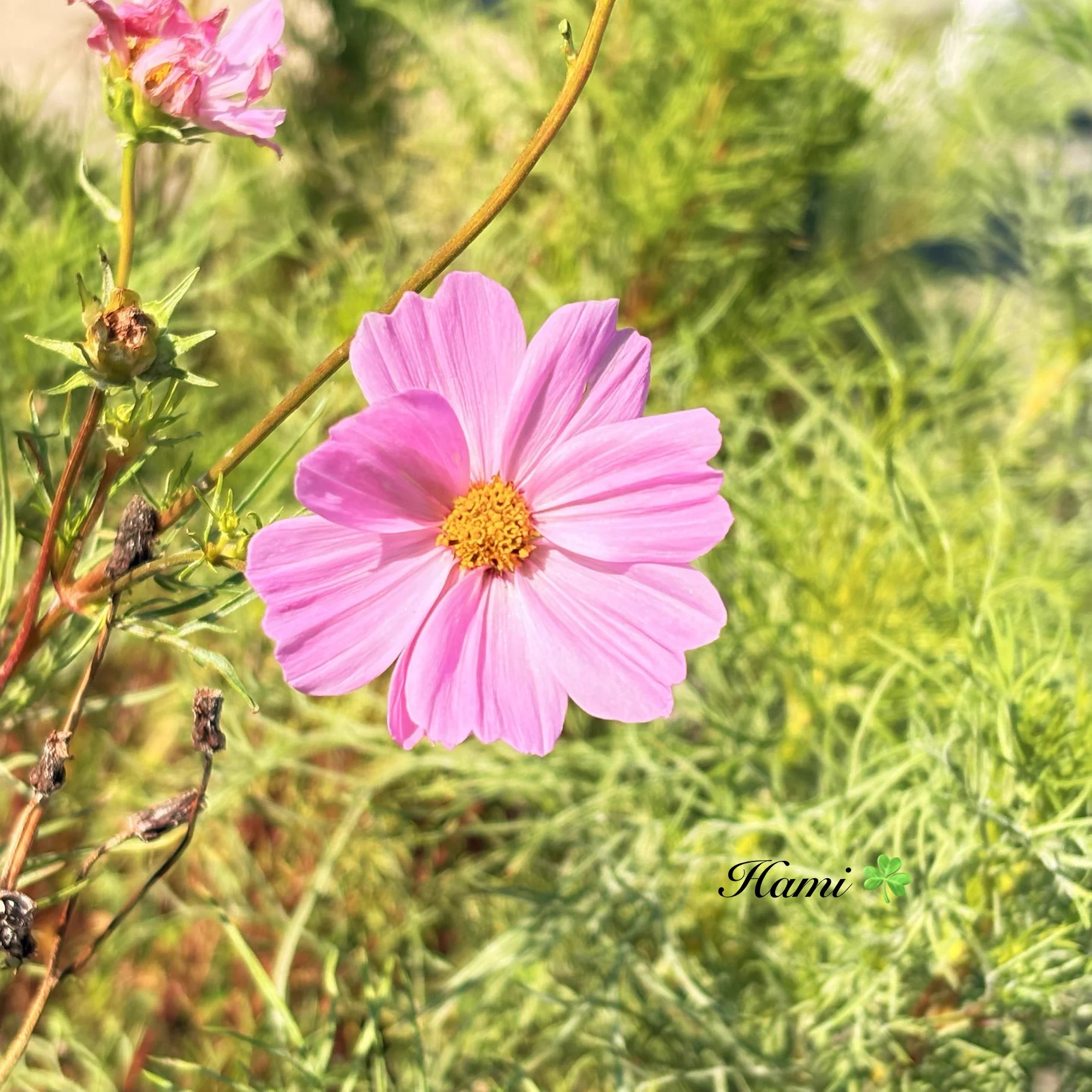 はみ☘️ on X: 