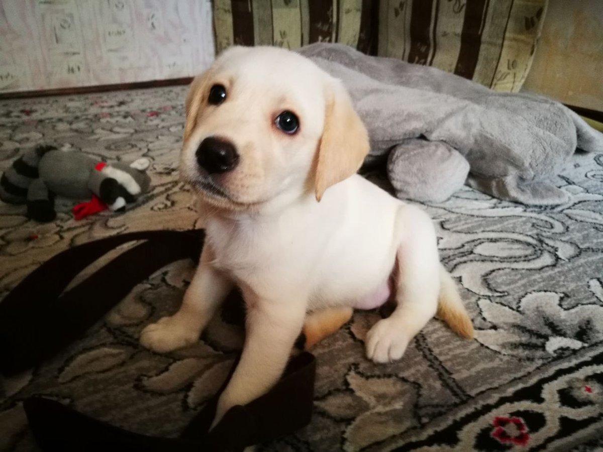 DevMollycoin's tweet photo. Molly isn’t an AI dog. She’s real. 🐶 Our team spent a long time thinking about what kind of token to create, until one of our developers told us about his dog, Molly. We instantly knew she was the one. That’s how Molly Coin was born. ❤️ She’s not a fictional character - Molly is a real dog, and now we’re going to show you her real photo.  #Molly