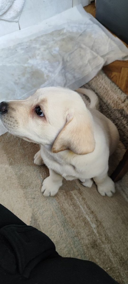 DevMollycoin's tweet photo. Molly isn’t an AI dog. She’s real. 🐶 Our team spent a long time thinking about what kind of token to create, until one of our developers told us about his dog, Molly. We instantly knew she was the one. That’s how Molly Coin was born. ❤️ She’s not a fictional character - Molly is a real dog, and now we’re going to show you her real photo.  #Molly