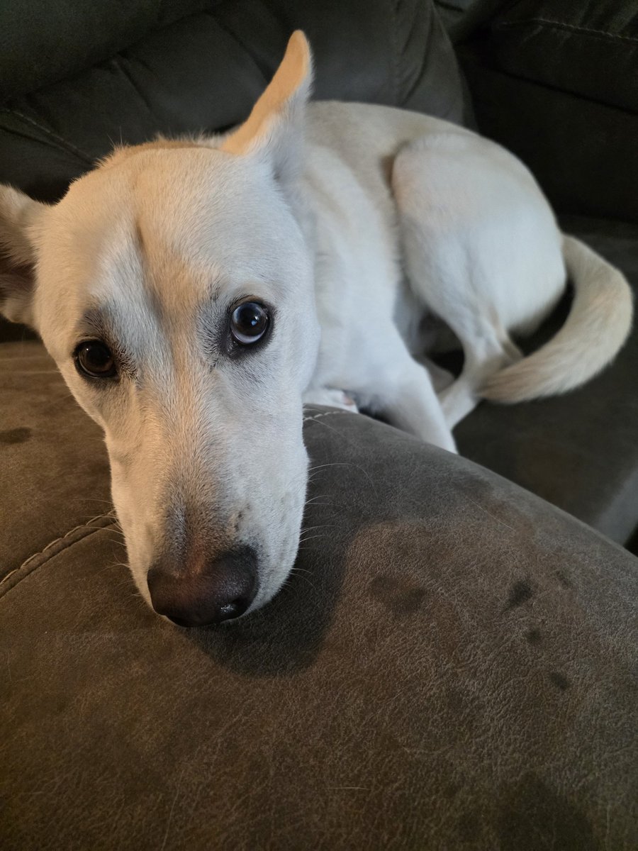 LiveSimmy's tweet photo. I got up to get a drink.. my dog took my seat.  Now I guess I'll find somewhere else to sit. https://t.co/QLEoGCirbG