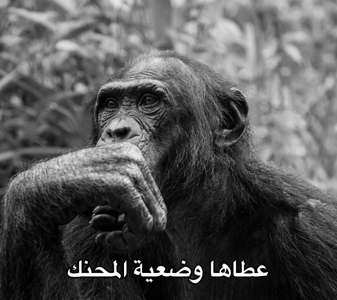 Ksatt966's tweet photo. @Draculauranight @jouri6565 @JustFaisalHere يا بنت الناس تراك مسخره قسم بالله. 
ترا أي أحد يقدر يجيب المعلومات هذي، ماهي شي سري.
حتى لو تدخلي تغريداتي راح تلاحظي ان عندي تغريده ذكرت فيها إني طول حياتي في بريطانيا.
وبعدين أنا ما اشتغل أصلا، أنا مستثمر، اشكالك يجوا يدوروا وظيفه عندي يا الطقوعه 😹☝️ https://t.co/GP01oNBAd6