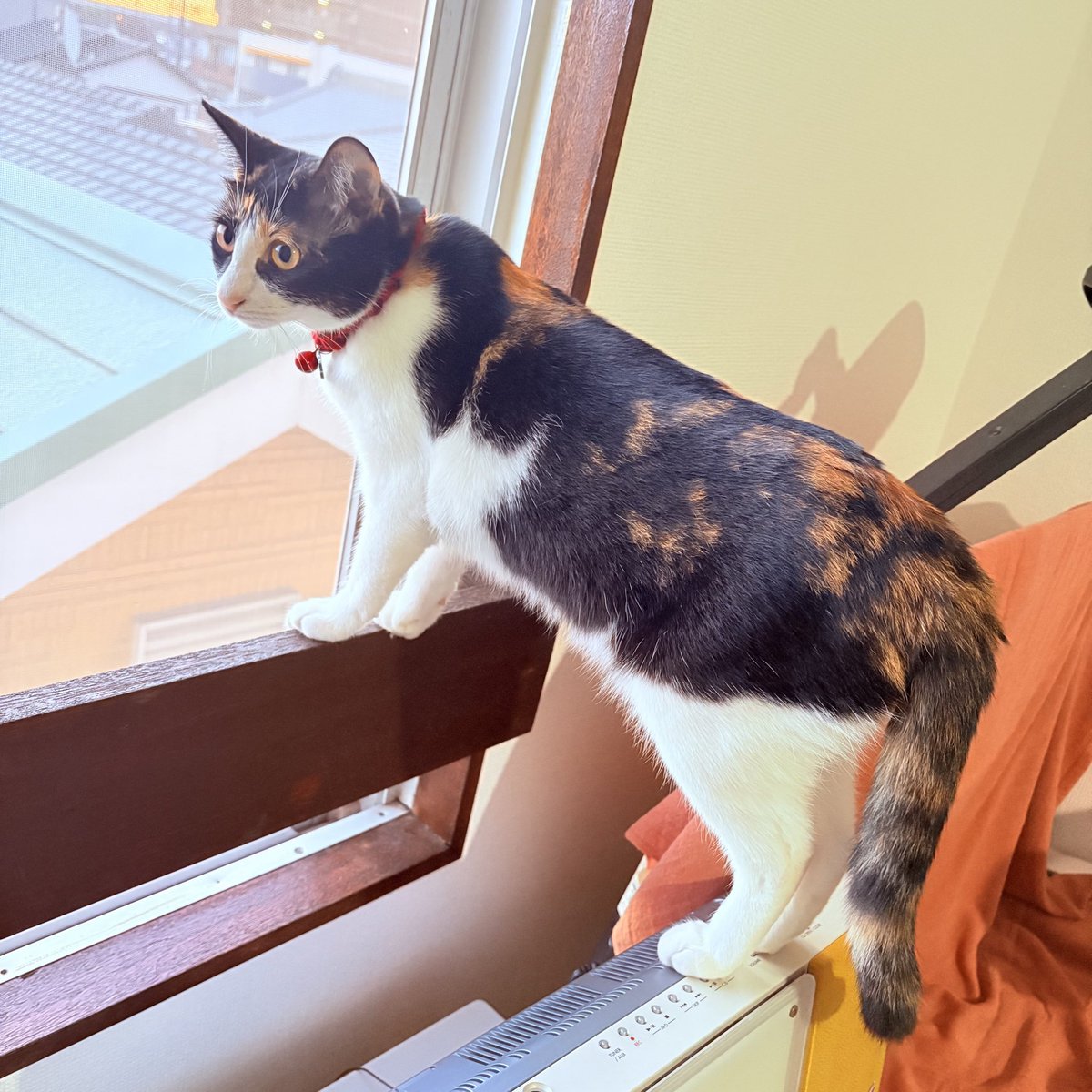 nekodepp's tweet photo. にゃるそっく中
#三毛猫 https://t.co/1cW2apNYll