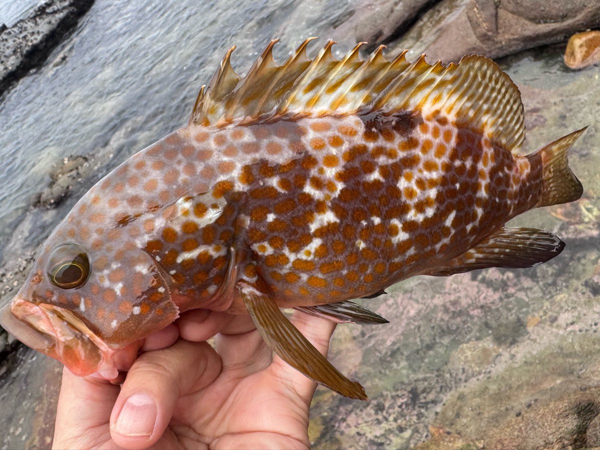 yoshimogi8's tweet photo. 朝活🎣in糸島
どこも混み合っててまともに釣り出来ない😭
homeでなんとかキジハタ×1

昨夜はナポリタン
乾杯でした🍻 https://t.co/ZQW2cwp1hI