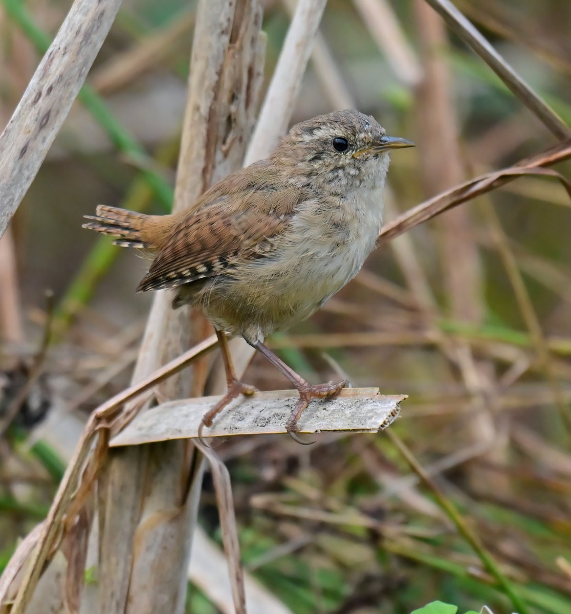 CarlBovisNature's tweet photo. Juvenile Wren down in the reeds! 😍
 Taken yesterday at RSPB Greylake in Somerset. 😊🐦 https://t.co/X4DPfvQbeM