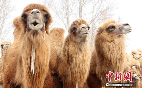its_missy36's tweet photo. [This silly camel fits in with everyone, bringing cozy vibes everywhere!]， https://t.co/8JMEASBgL9