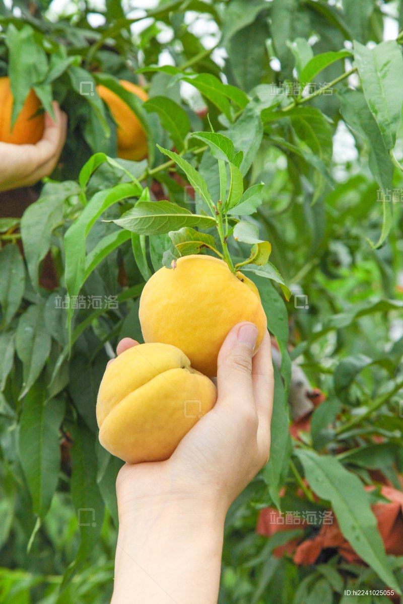 JudeStillabower's tweet photo. Just tried the new organic yellow peaches from the local farm—juicy, super sweet, with zero weird aftertaste! Perfect for morning snacks or fruit salads. A total win for fresh produce lovers.， https://t.co/ba8sMY2J82