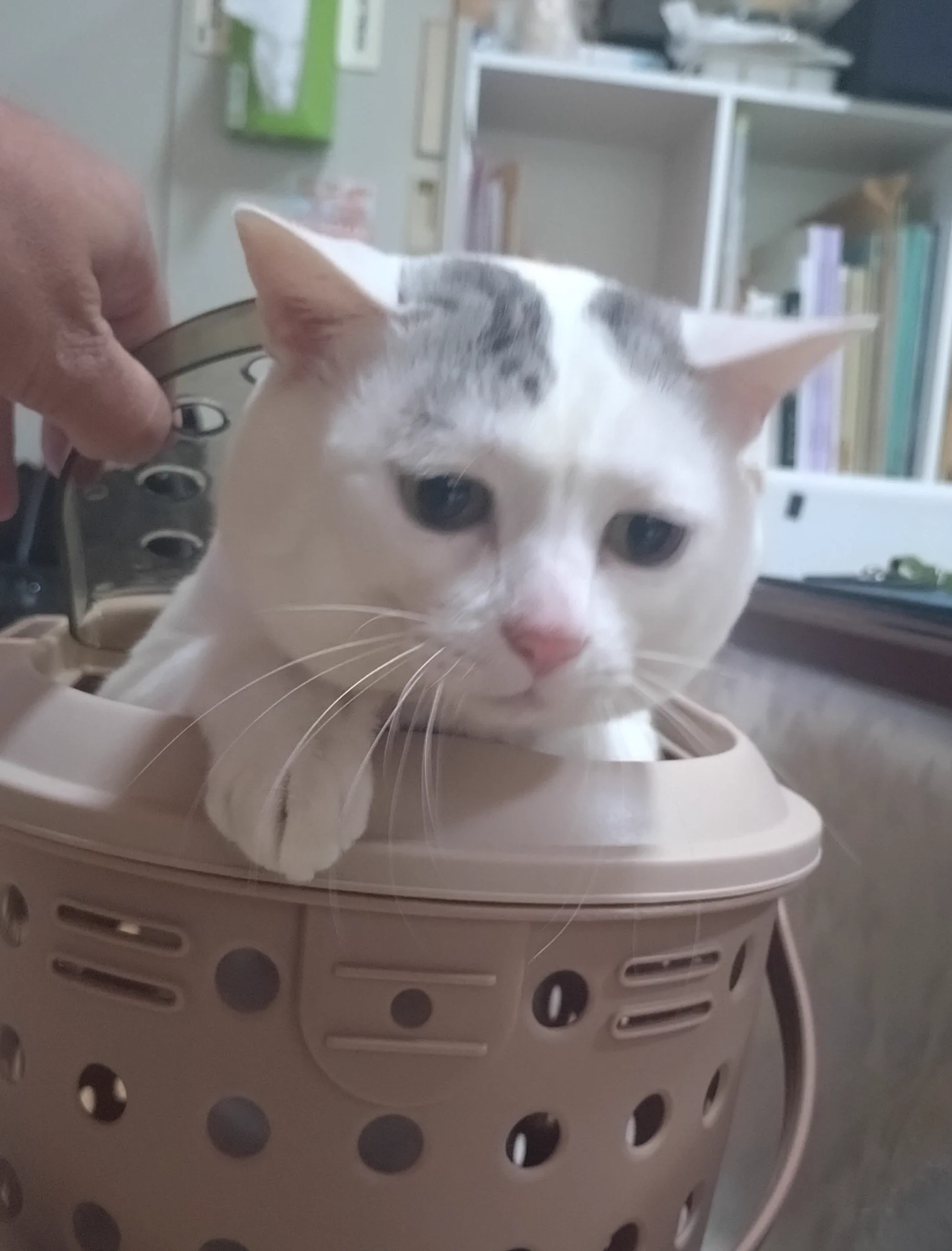 木山神社の招き猫 テン on X: 