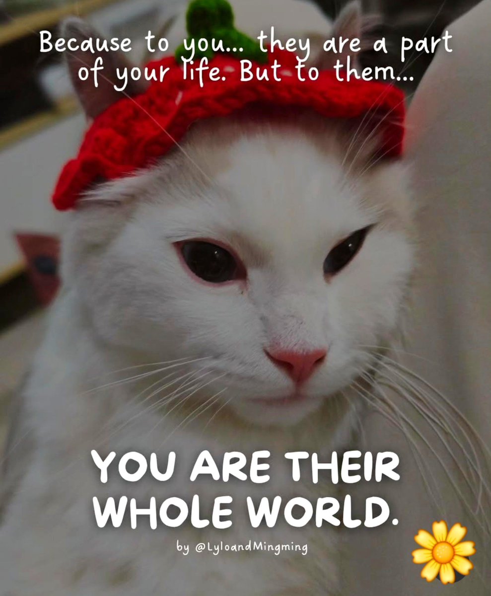 MeowMiya88's tweet photo. https://t.co/P0wy3jGOEC