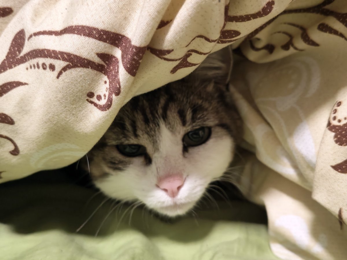 Theboredguy4's tweet photo. @ravenousyandere @EmpanadaUwUr As a reward you get a clothed pussy pic from me. Look at her cute face. LOOK AT IT. https://t.co/5S2BGyoWoP