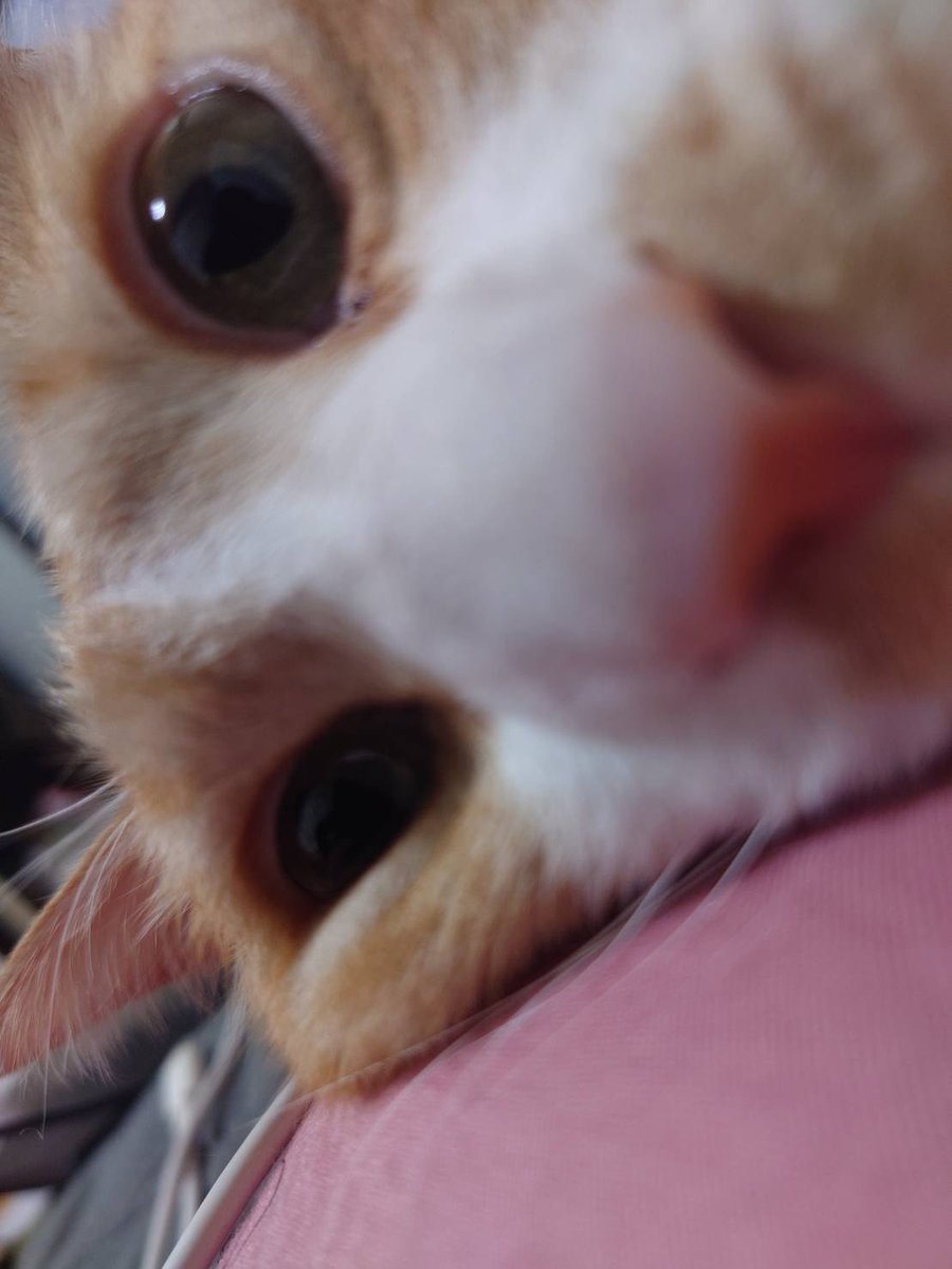 nyaaa5_suzy3's tweet photo. ドアップねこ
休みの日はねこさまの遊び相手です https://t.co/zjvZaVEXV0