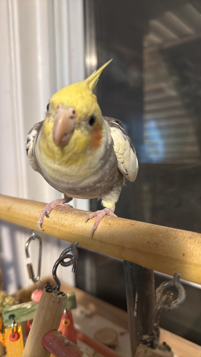BillyTheTiel's tweet photo. Happy #MeanGirlsDay !
It’s October 3rd folks! https://t.co/kxaTrMiKG2