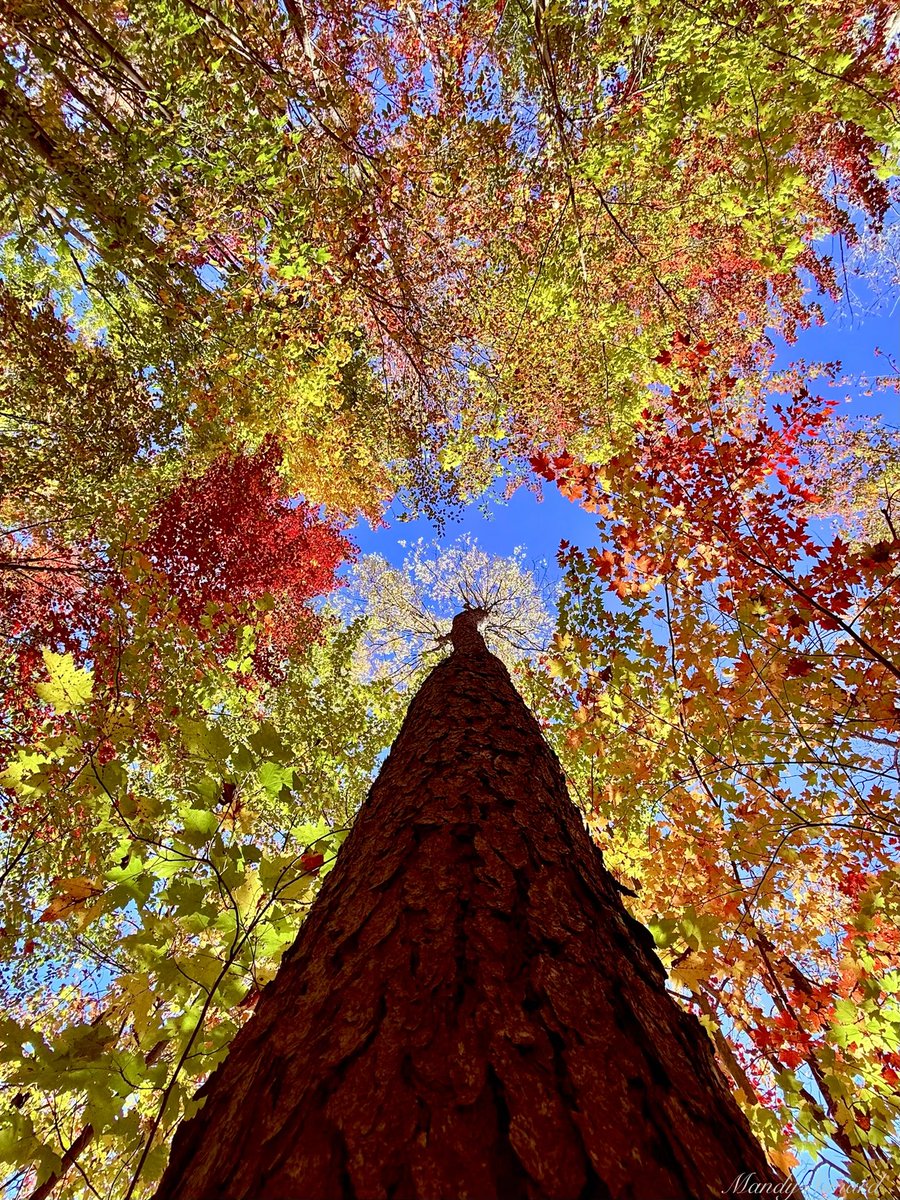 MandyLSimard's tweet photo. My favourite autumn capture so far this season! https://t.co/1y9RD3JHX8
