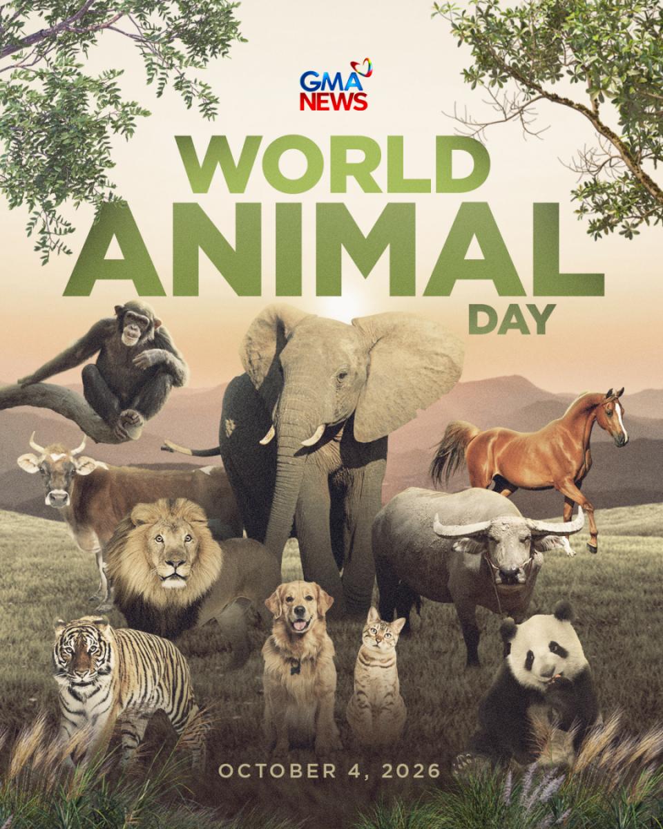 gmanews's tweet photo. HAPPY WORLD ANIMAL DAY! 🐾🦅🐻‍❄️

This October 4, we celebrate the lives of all creatures, big or small. Remember that they, too, should be treated with respect and kindness.

#WorldAnimalDay https://t.co/oiw7edCK54