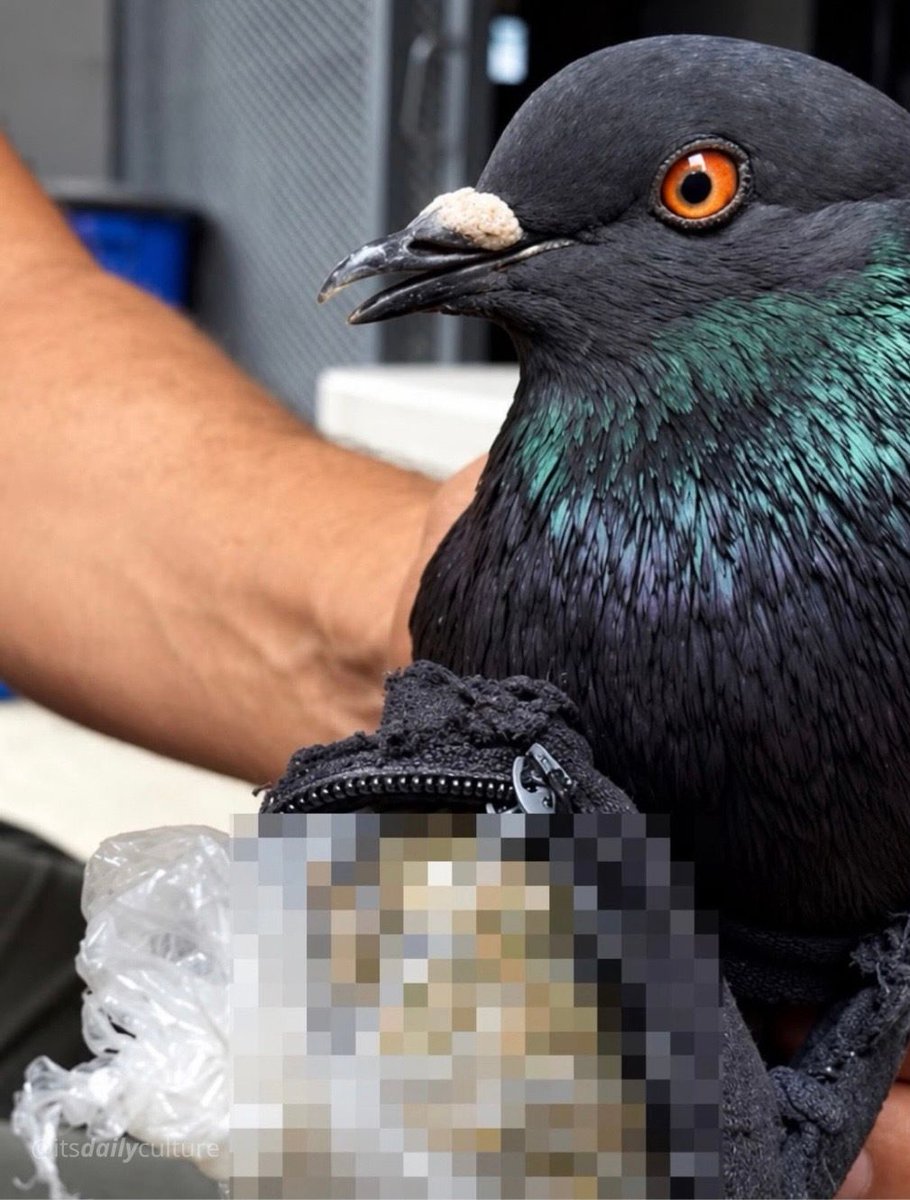itsDailyCulture's tweet photo. um pombo foi apreendido com drogas e eu sinceramente queria muito saber como chegaram até o suspeito https://t.co/a6s1kYOrW7