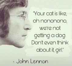 nthingpersnl's tweet photo. @pain_no_gain1 Multiple people have said this and i dont see it but the beatles made some pretty good songs so ill take it ig https://t.co/Bo9E5HKJaJ