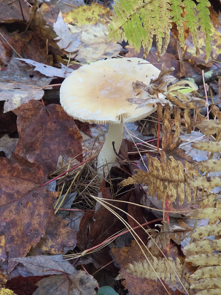 AriannaGilot's tweet photo. In an unrelated post to voice acting: I went on a foraging event today with the local biological society and we found some incredible mushrooms!! 🤯🍄 #mushrooms #foraging #fungi #biologicalsociety https://t.co/gYW8OQsEyc