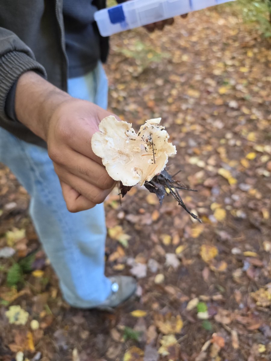 AriannaGilot's tweet photo. In an unrelated post to voice acting: I went on a foraging event today with the local biological society and we found some incredible mushrooms!! 🤯🍄 #mushrooms #foraging #fungi #biologicalsociety https://t.co/gYW8OQsEyc