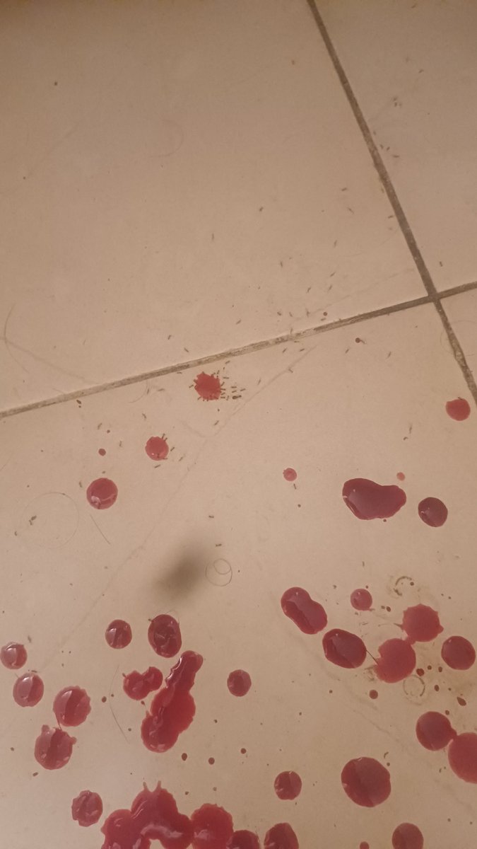 De4dGrrrl's tweet photo. The ants rly like eating my blood https://t.co/Hlr8S4xdKP