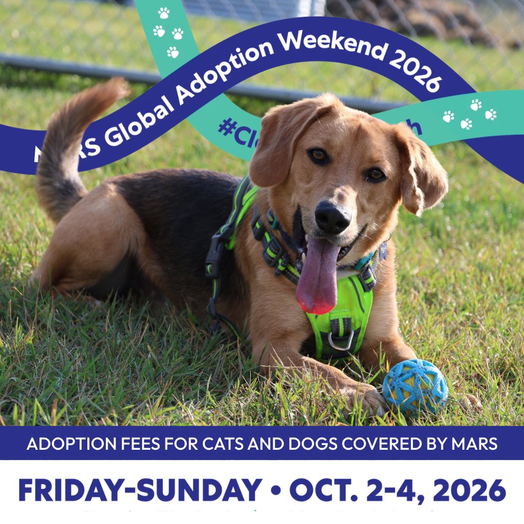 CalgaryHumane's tweet photo. Meet Milo! ⚡

He is lightning bolt with legs, and his energy is contagious. He’s looking for a family that can keep up 👀

Oct. 2–4, @MarsGlobal &amp; @PedigreeFound  are covering 50% of walk-in cat and dog adoption fees!

Come meet Milo: https://t.co/Moa6XrVOKM
 #AdoptDontShop https://t.co/iFlC5UMDEH