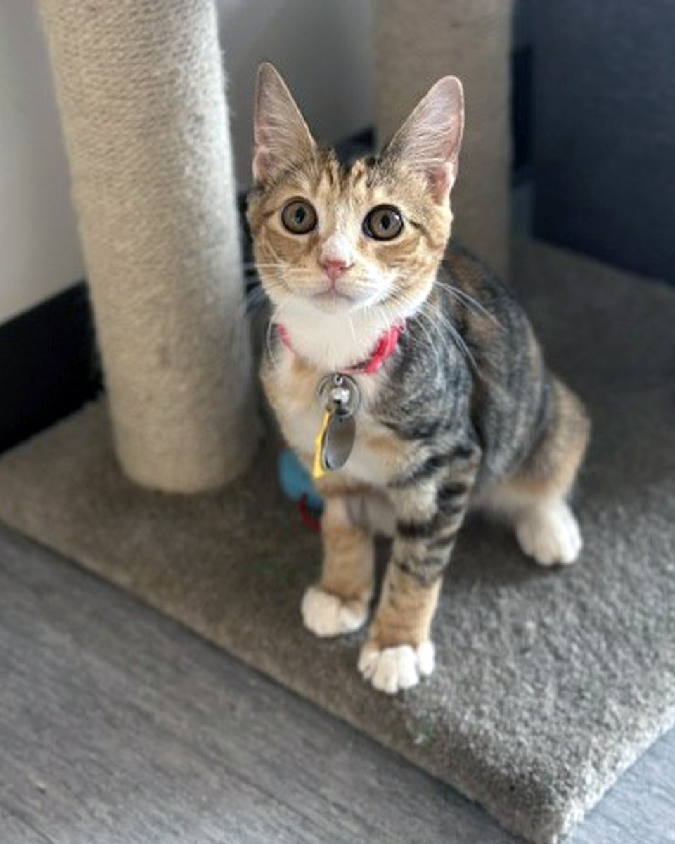 AnimalLeague's tweet photo. 6-month-old Bitsy (#NCR8896) is more than a pretty face. This purr machine has spent a little time with our vets to ensure she’s had the best care while readying her for adoption.

Our vets discovered she has a wedged spinal vertebrae, a congenital spinal malformation, yet she’s living completely contentedly as the awesome little comfy-bed-loving calico that she is. 🐱💕

Despite her little obstacle, she’s living her very best life and is prepared to pass the gratitude she’s been feeling onto her first real family.

Her trip up north from North Carolina was definitely worth it since she’s now on the right path to finding a family worthy of her.

For such an itsy bitsy little thing, Bitsy sure makes a big impact on the hearts of everyone she meets! ❤️ #getyourrescueon #biancasfurryfriends #caturday