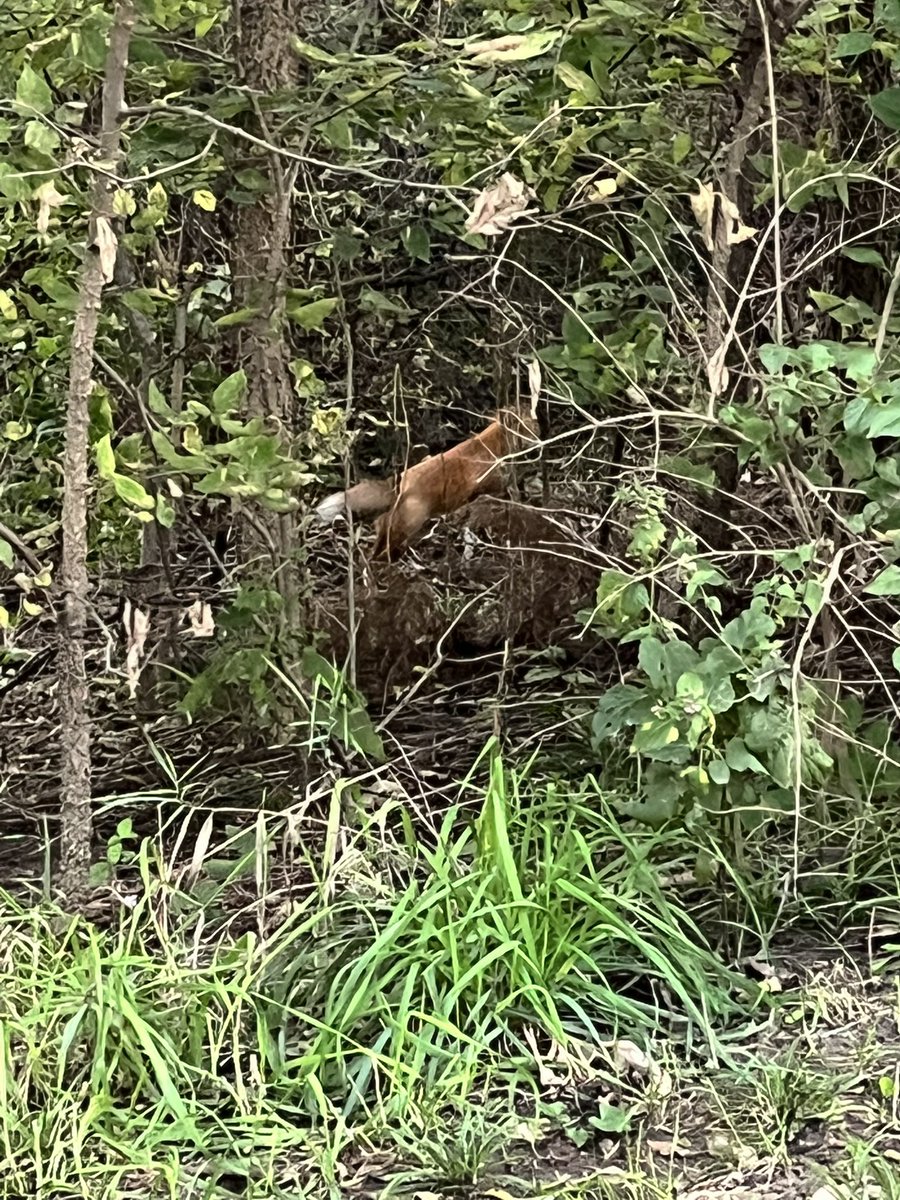 Buniveree's tweet photo. A fox crossed my path and then stayed around for a little picture! I don’t have a professional camera yet but the shot was still impressive to get before they ran off.
#fyp #fox #hiking #biketrail #naturethings #nature #wildanimal https://t.co/ofar9ZvsbR