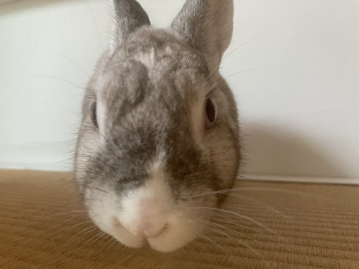 sekine460's tweet photo. おはようございます🐰
今朝は自治会で公園の掃除をしてからウサギのお世話
雨降りそう☔️
#ウサギ
#うさぎ
#雨 https://t.co/RVaLHhO3Gr