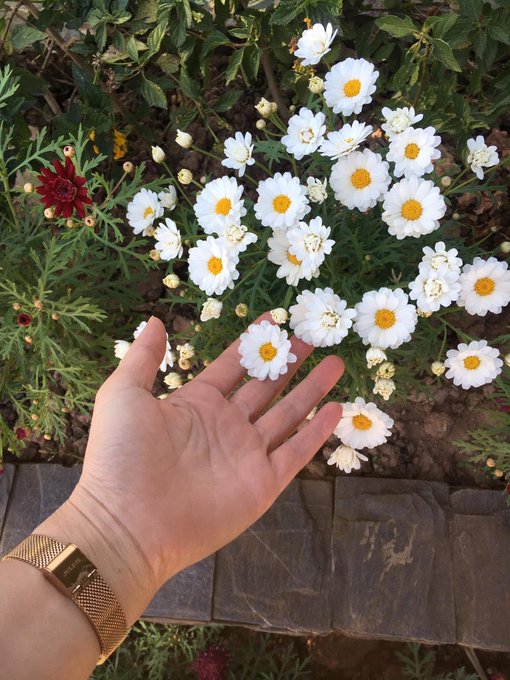 A hand wearing a gold watch reaches toward a cluster of white daisy-like flowers with yellow centers in a garden setting.