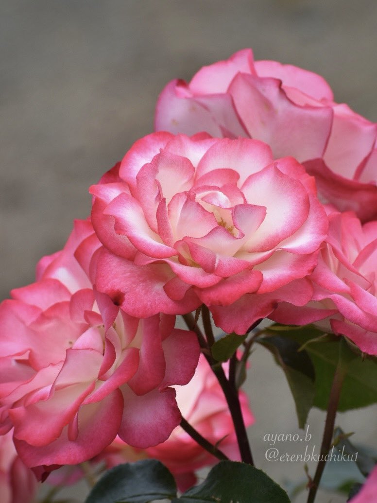 erenbkuchiku1's tweet photo. スイーツみたいな名前の薔薇
『ラズベリーアイス』 https://t.co/MTiEFCUWEq
