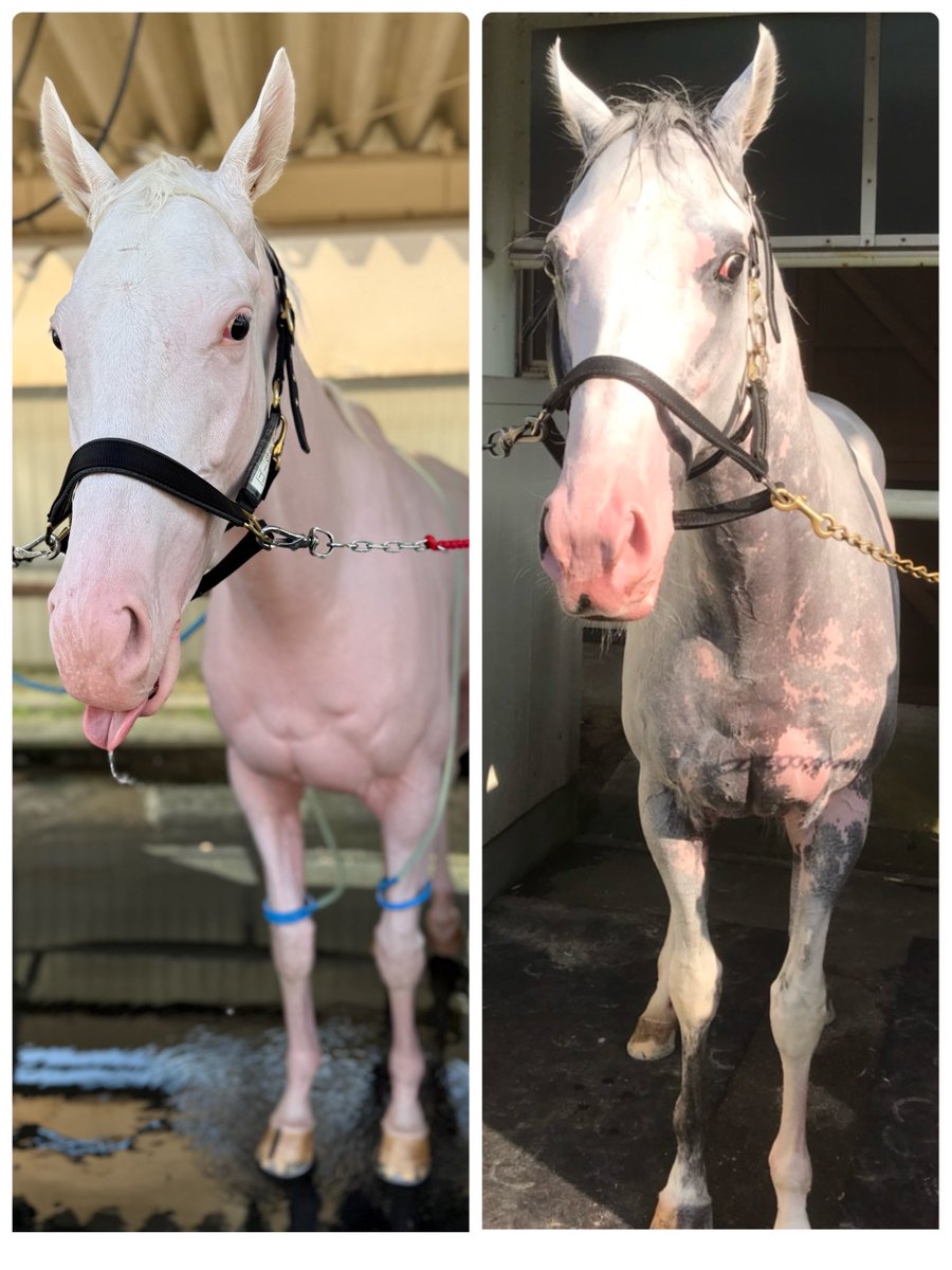 hideo_Almond9's tweet photo. 洗うとピンクになるのは一緒ですね🤭
でもゴージャスの地肌には
ハヤヤッコのような模様はありません🐴
(左ゴージャス  右ハヤヤッコ)

 #ゴージャス 
 #ハヤヤッコ 
 #白毛 https://t.co/kr558vdeQw