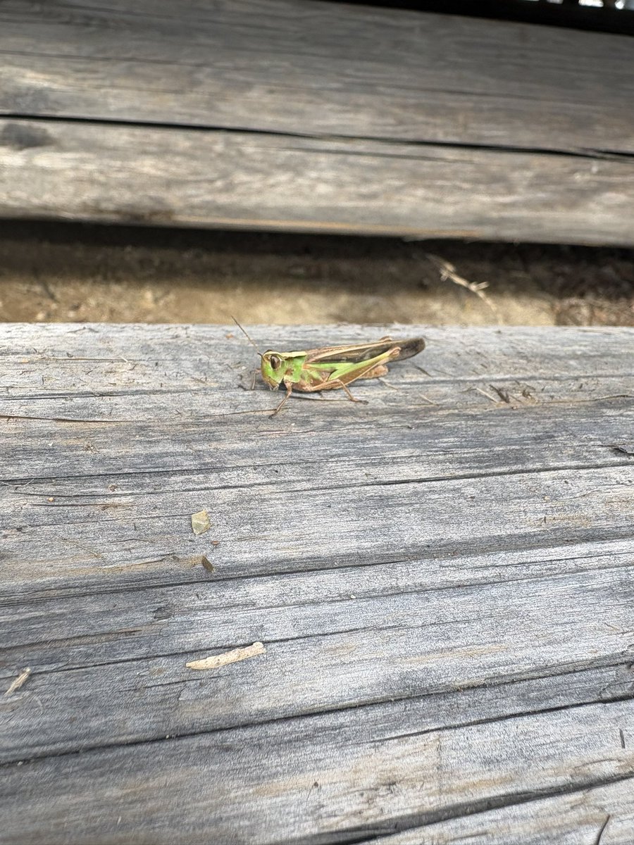 hiroyasu808's tweet photo. いつもの神社
いつも感謝
草むしりしてると出てくるよね、バッタ🦗 https://t.co/8FjpopUJK7