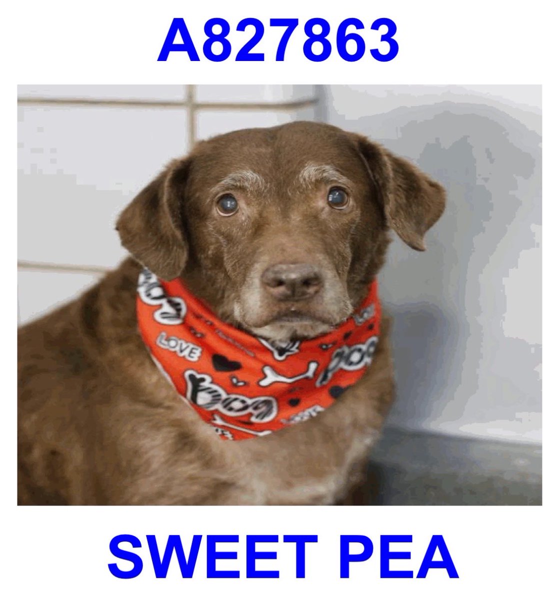 _taysmyoxygen1d's tweet photo. 🆘 SCARED #SENIORDOG TO BE KILLED ANYTIME STARTING TODAY 10.4 BY #SANANTONIO ACS #texasgymjock 

SWEET PEA 💗#A827863 10yo 

She’s sitting in corner of kennel with a tense, trembling body, wide eyes,
pinned ears &amp; a tucked tail. while panting &amp; lifting one leg🥺💔
#AdoptDontBuy https://t.co/XfVGE4LxsN