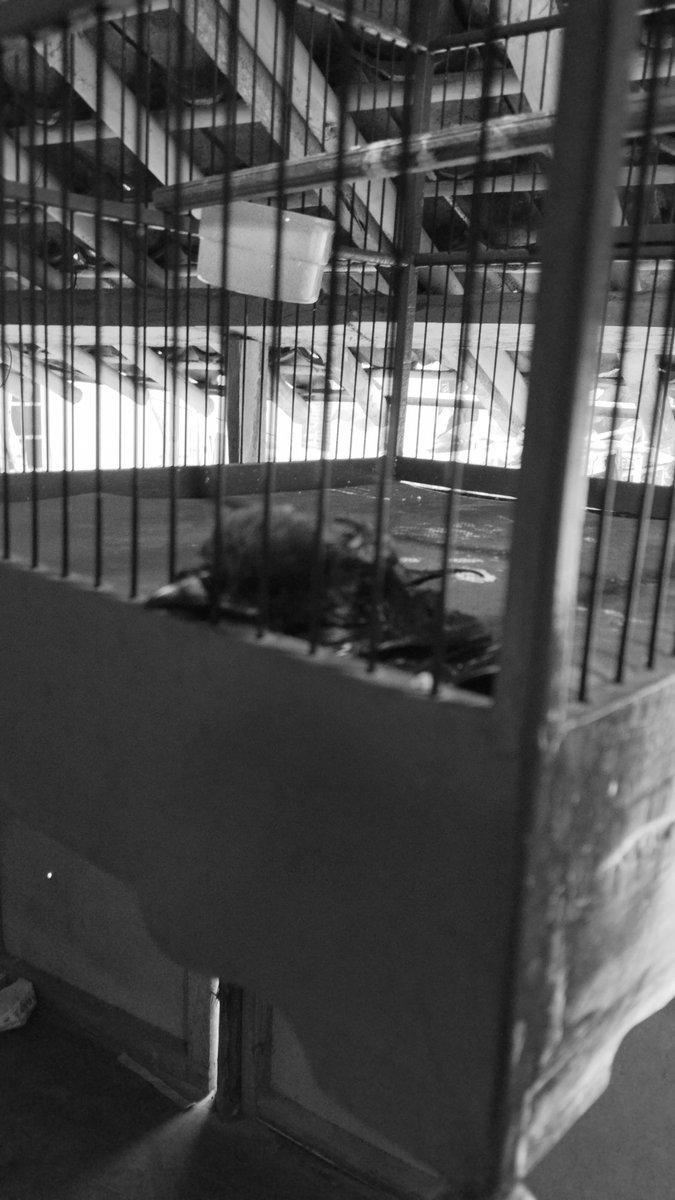 justcaelifera's tweet photo. Tikus biadabbbb https://t.co/O3Y7BDT7FL
