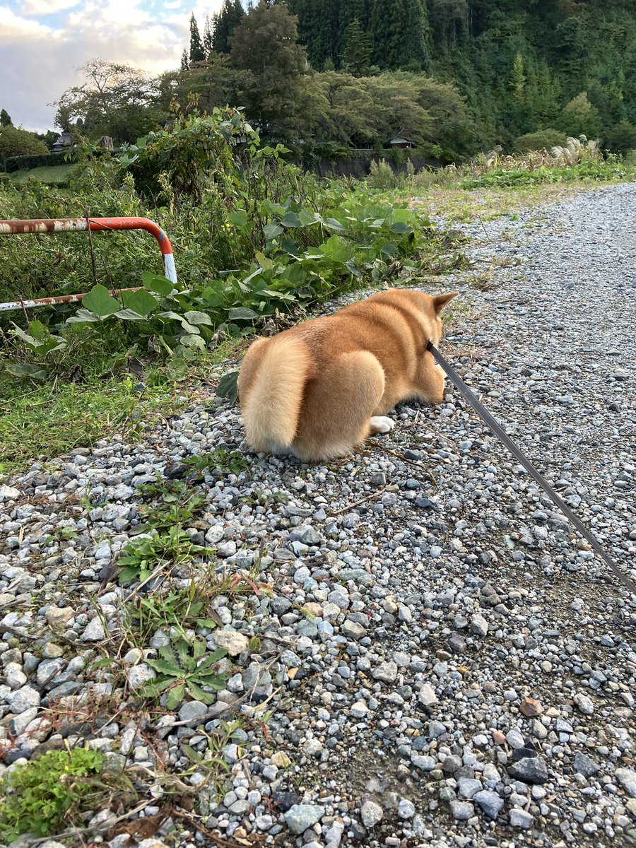 yoshio8179's tweet photo. 拒否柴🐶 https://t.co/SKaz0dVGSe