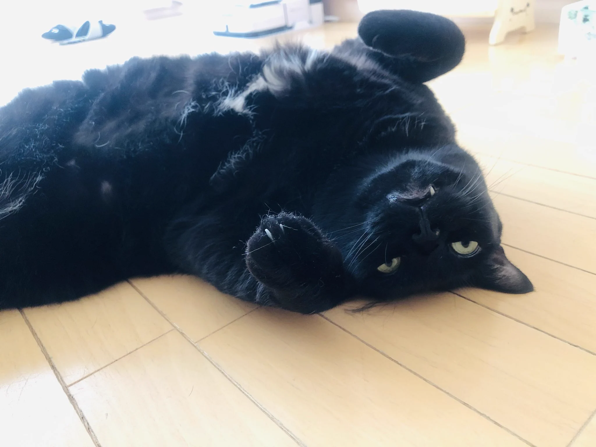 かずよん🐈‍⬛黒猫りゅう🌟10/24.25ラブリーにゃんフェスタ on X