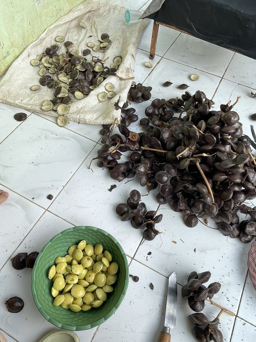 biscottiwish's tweet photo. panen jengkol besss https://t.co/LHjGtX2bKY