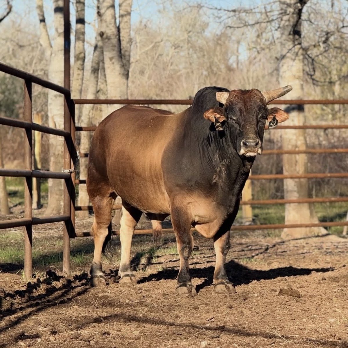 PBRbunkhouse's tweet photo. TONIGHT 🤠🐂🥊 

Jean Carlos Teodoro 🆚 @danawhite’s bull PLAYMATE https://t.co/Yx9oHXlFdH