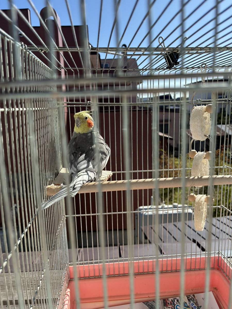 pokookame's tweet photo. 日光浴☀️
#オカメインコ https://t.co/4TgUrNLqCb